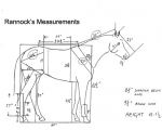 rannocks_measurements