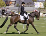 Paper Note Adelaide Royal Dressage