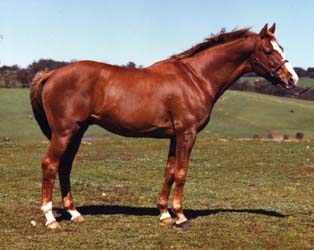 RANNOCK - Chalani Australian Stock Horses