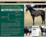 Old advert Chaparral 1999